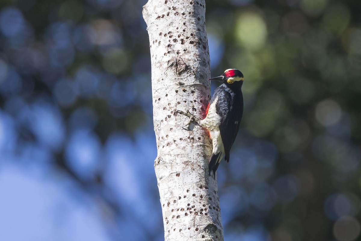 Yellow-tufted Woodpecker - ML621882025