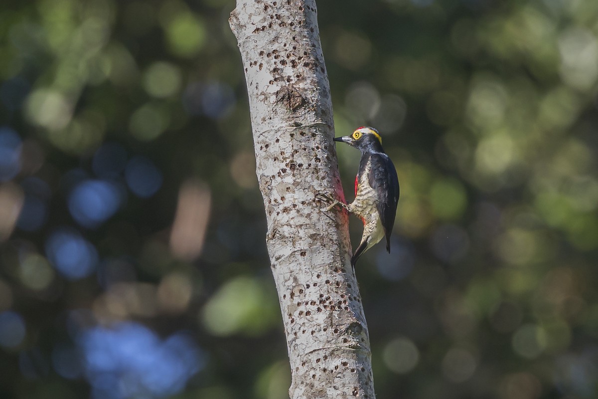 Yellow-tufted Woodpecker - ML621882026