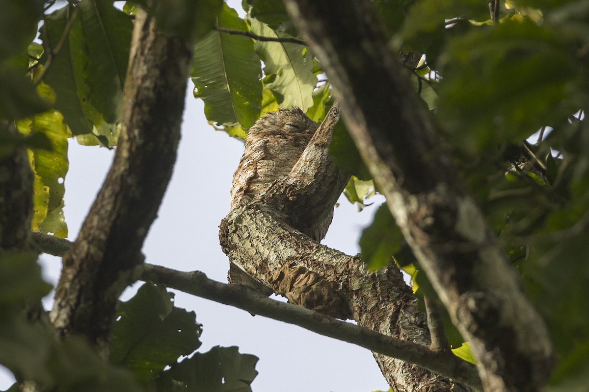 Great Potoo - ML621882042