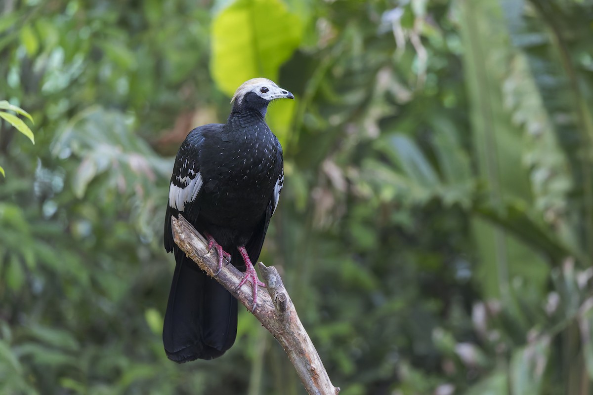 Blue-throated Piping-Guan - ML621882047