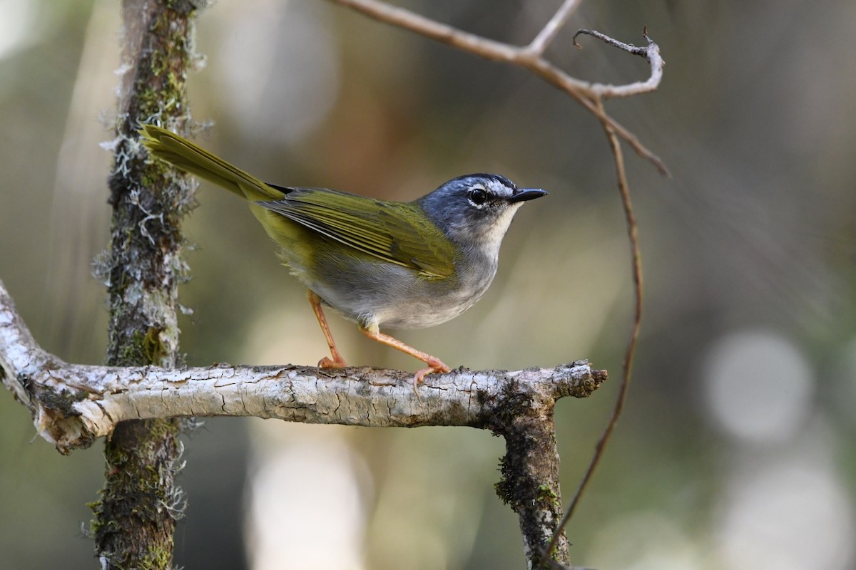 White-browed Warbler - ML621882065