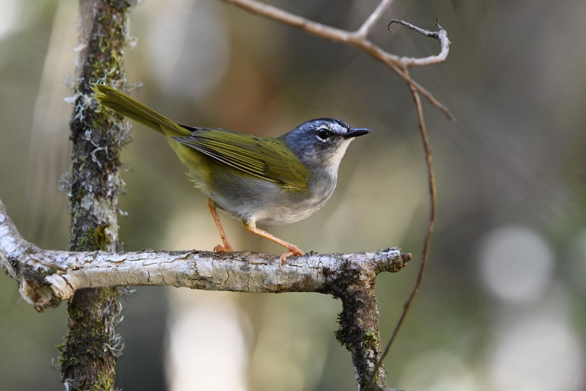 White-browed Warbler - Mario Campagnoli