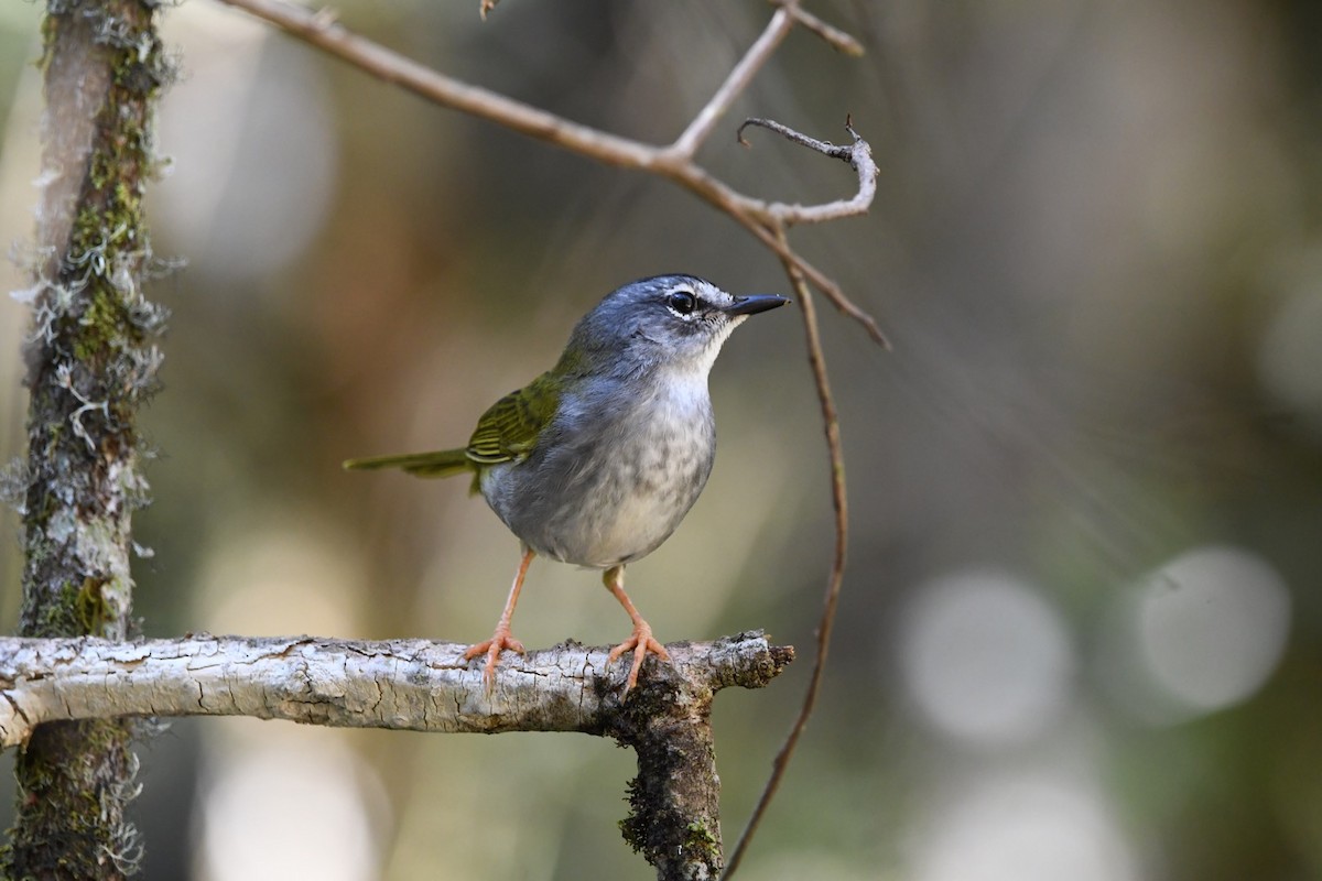 White-browed Warbler - ML621882067