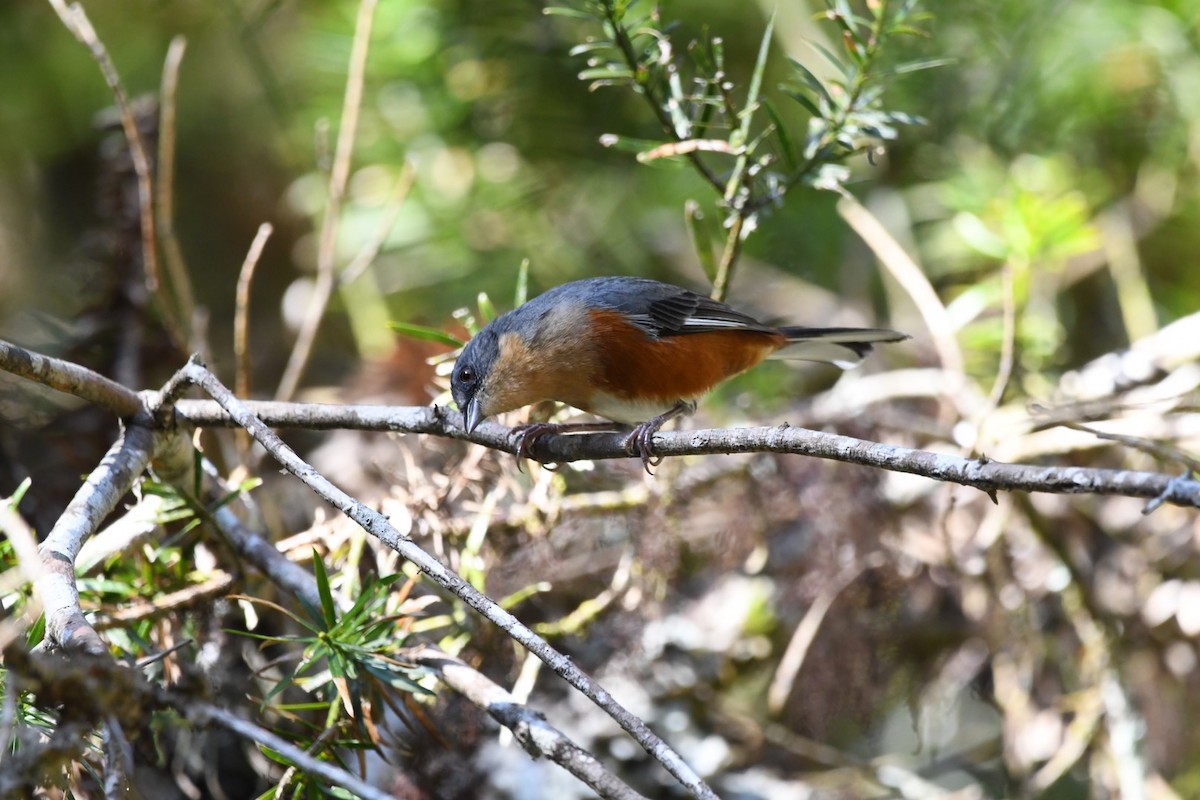 Buff-throated Warbling Finch - ML621882072