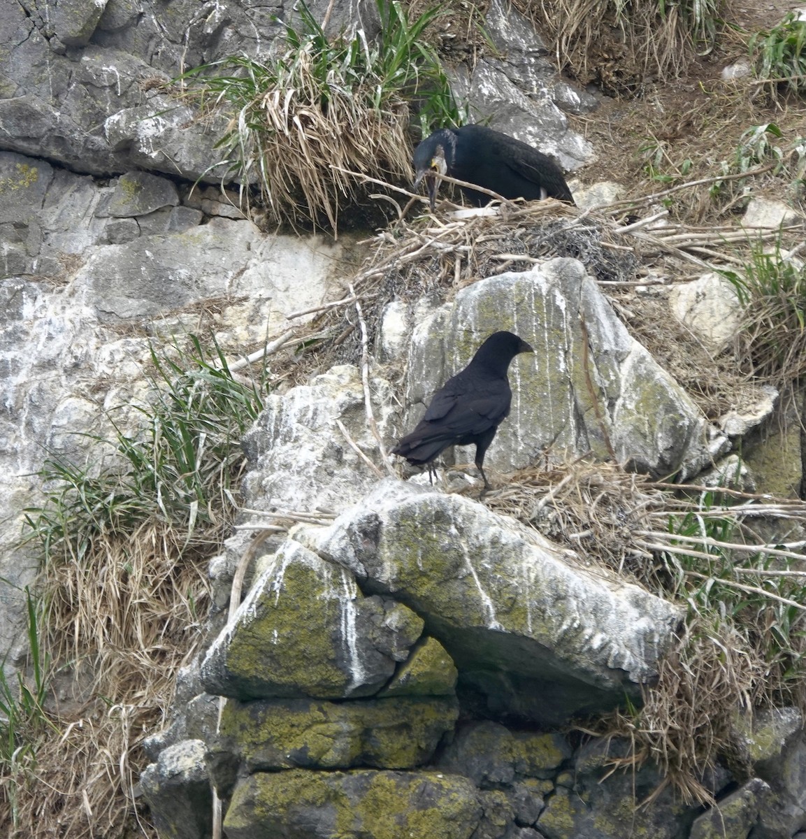 Carrion Crow (Eastern) - ML621882081