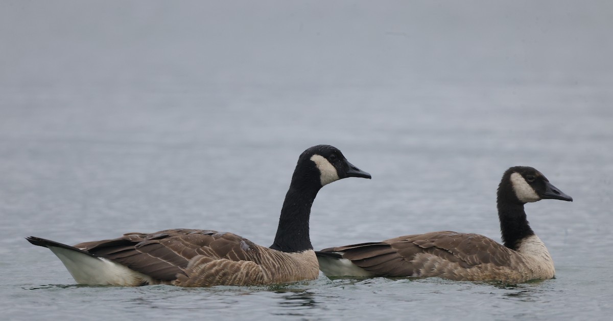 Canada Goose - ML621882084