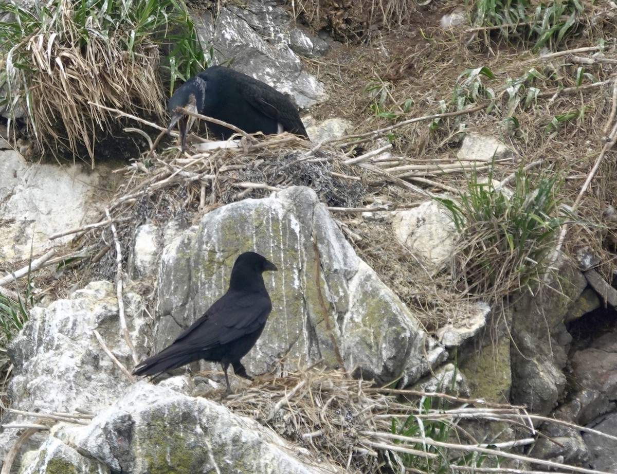 Carrion Crow (Eastern) - ML621882099