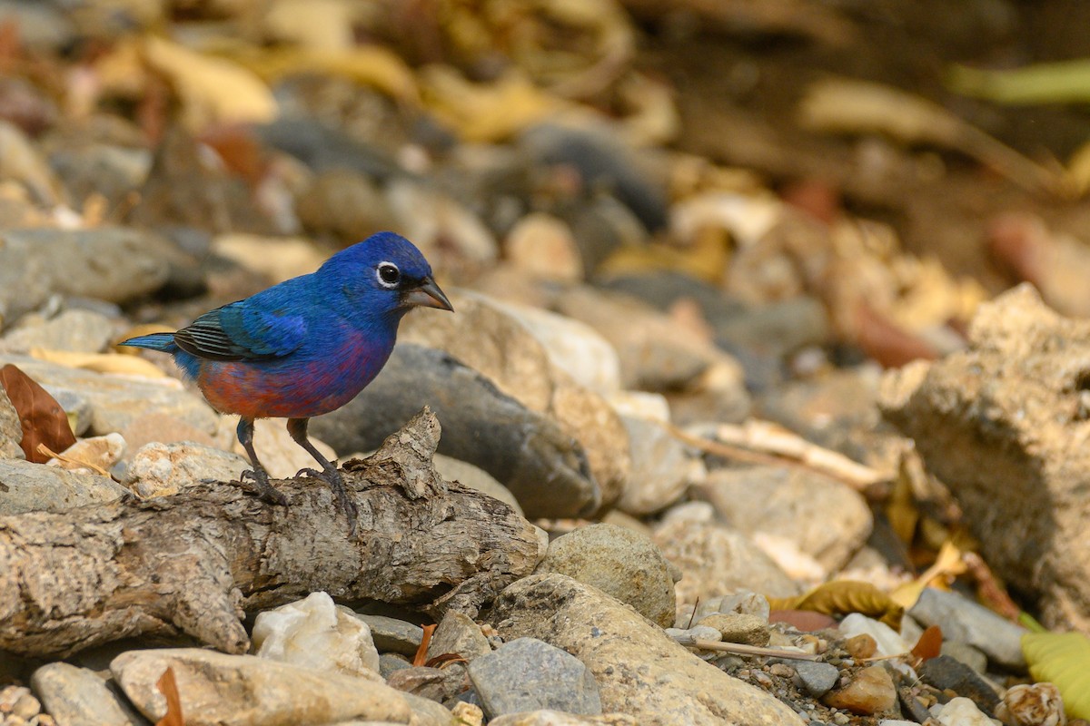 Rose-bellied Bunting - ML621882143