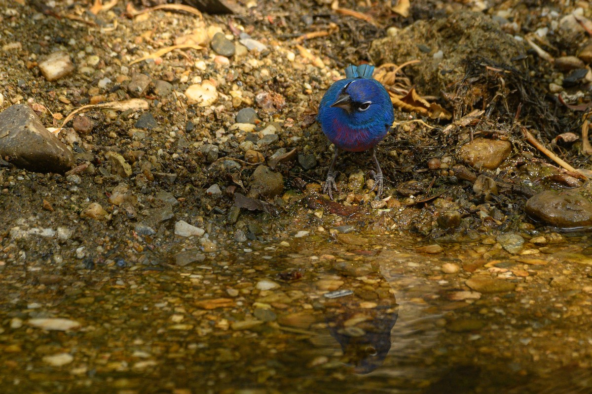 Rose-bellied Bunting - ML621882144