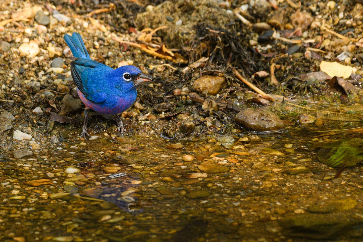 Rose-bellied Bunting - ML621882145