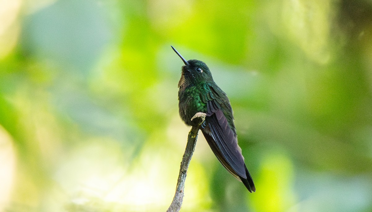 Tourmaline Sunangel - Travis Vance