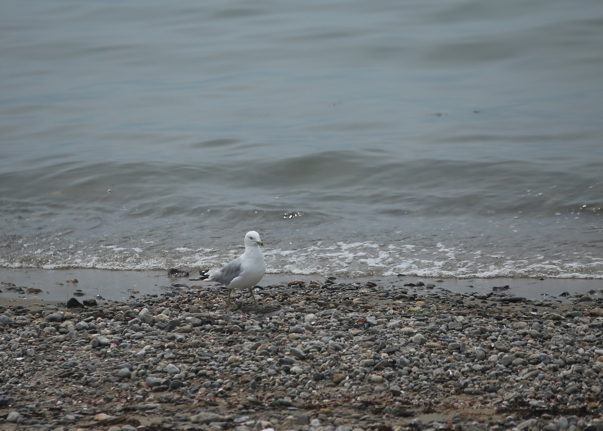 Ring-billed Gull - ML621882190