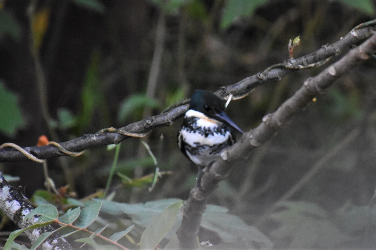 Green Kingfisher - ML621882191