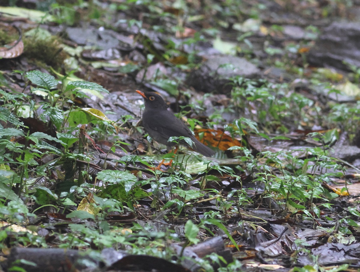 Slaty-backed Nightingale-Thrush - ML621882210