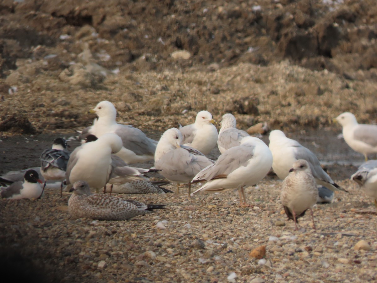 Ring-billed Gull - ML621882215