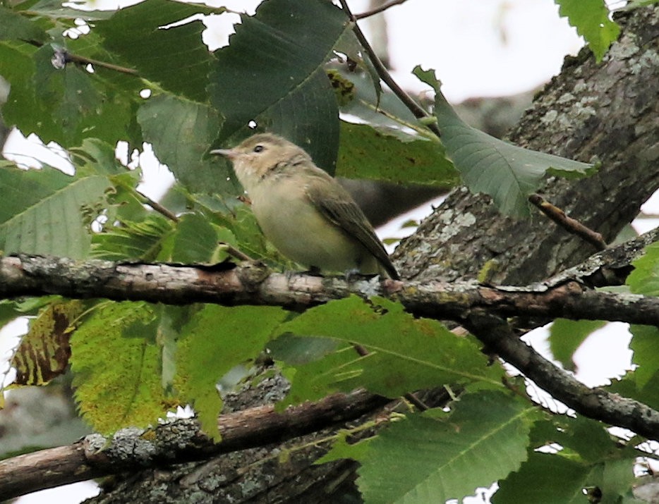 Warbling Vireo - ML621882238