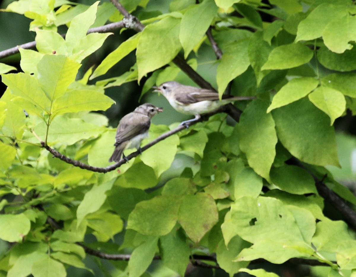 Warbling Vireo - ML621882252