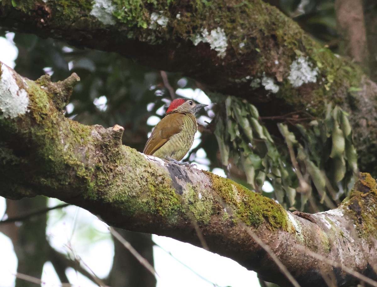 Golden-olive Woodpecker - ML621882257