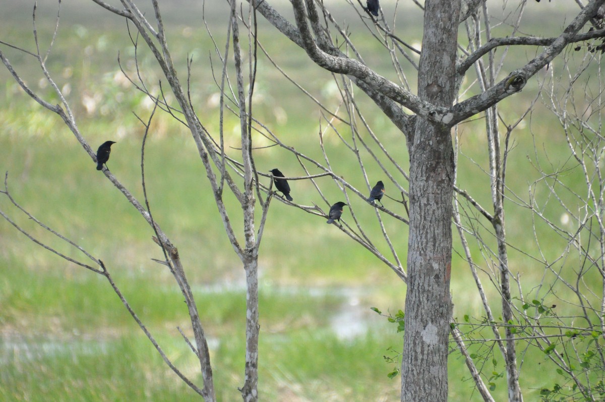 Red-winged Blackbird - ML621882267