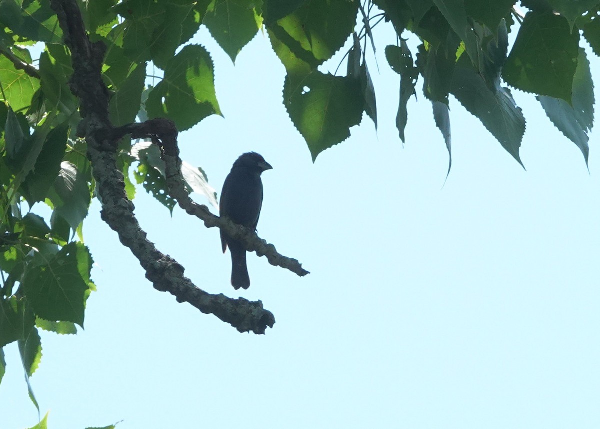 Blue Grosbeak - ML621882273