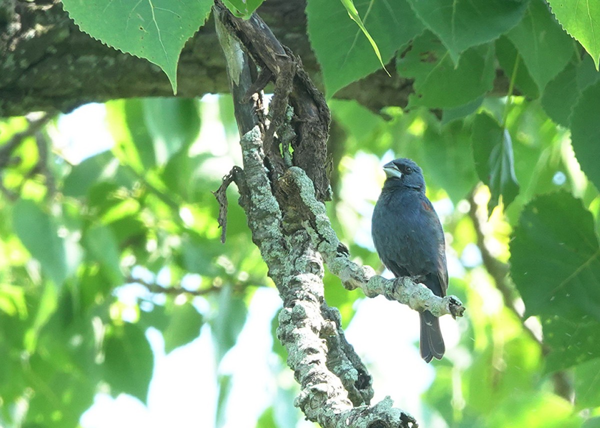 Blue Grosbeak - ML621882274