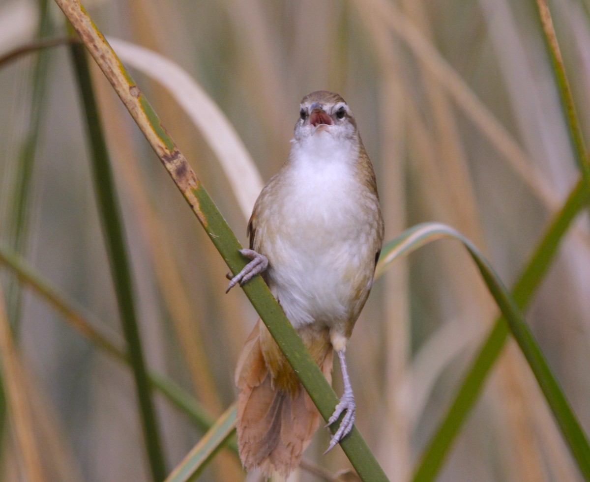 Curve-billed Reedhaunter - ML621882279