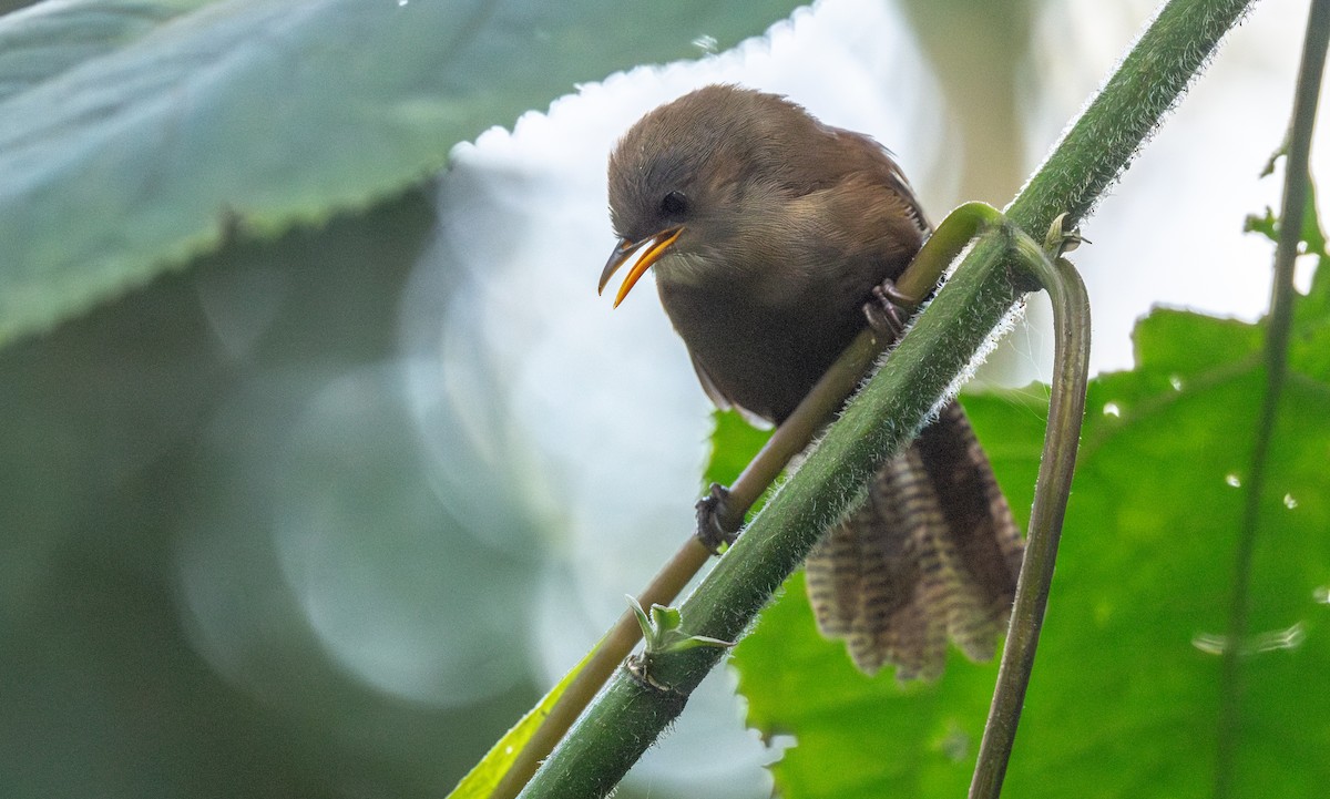 Sharpe's Wren - ML621882283