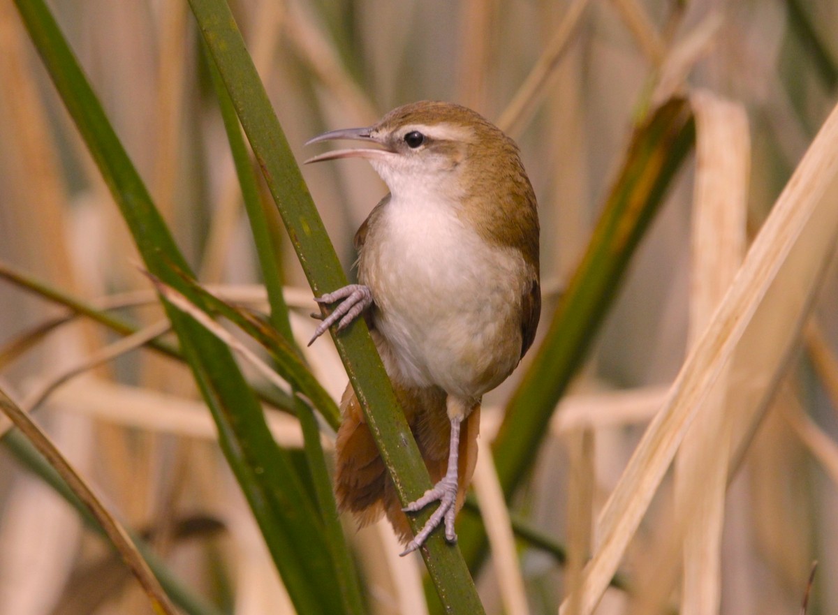 Curve-billed Reedhaunter - ML621882287