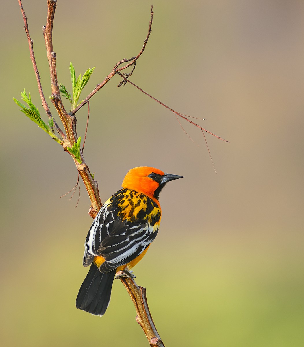 Streak-backed Oriole - ML621882332