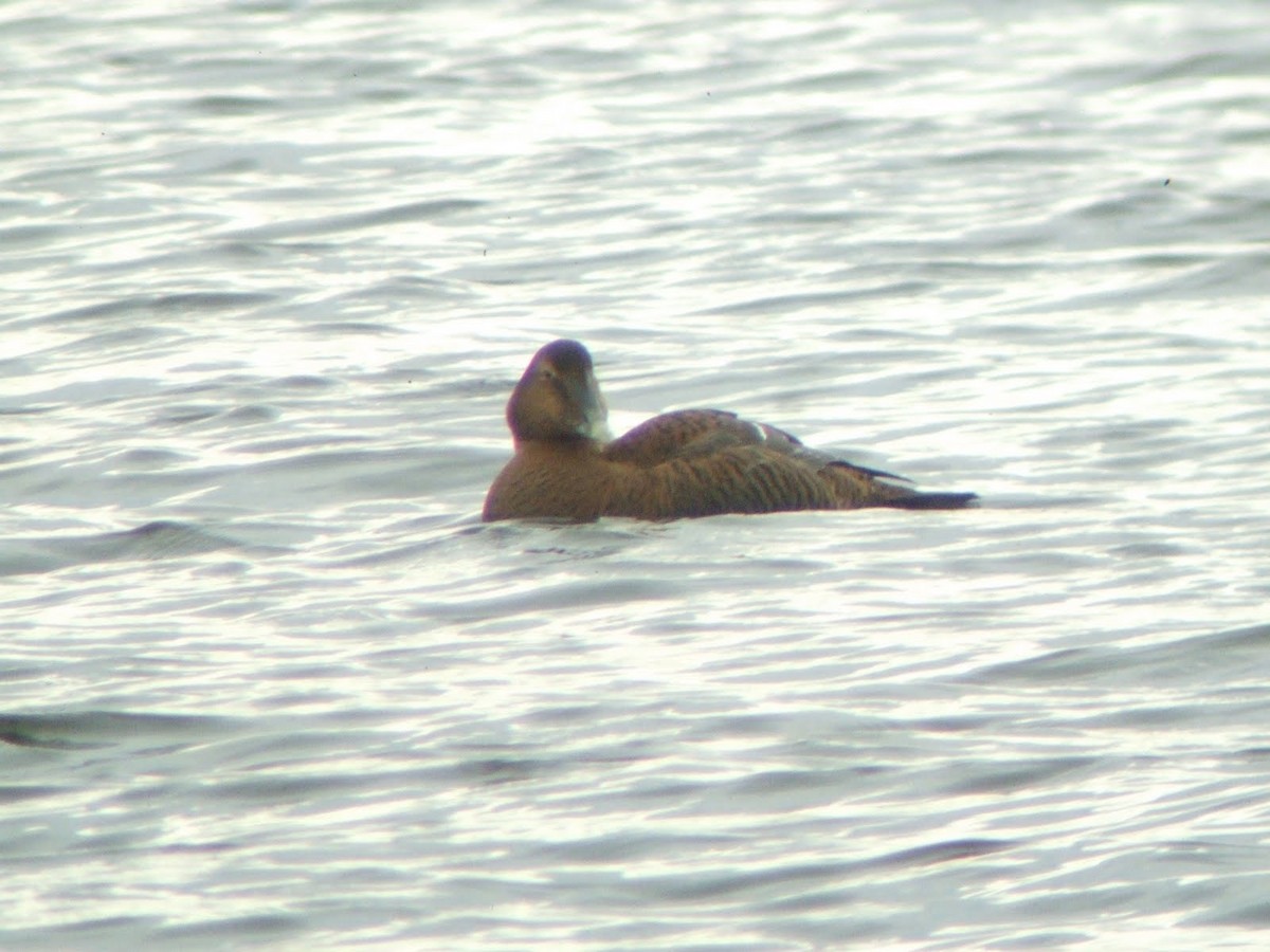 kajka mořská (ssp. dresseri) - ML621882352