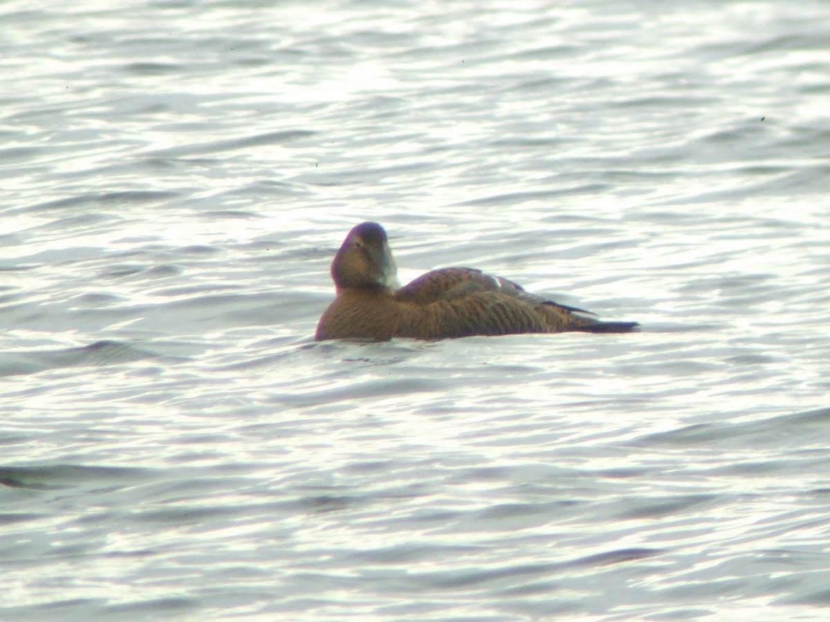 Common Eider (Dresser's) - ML621882352