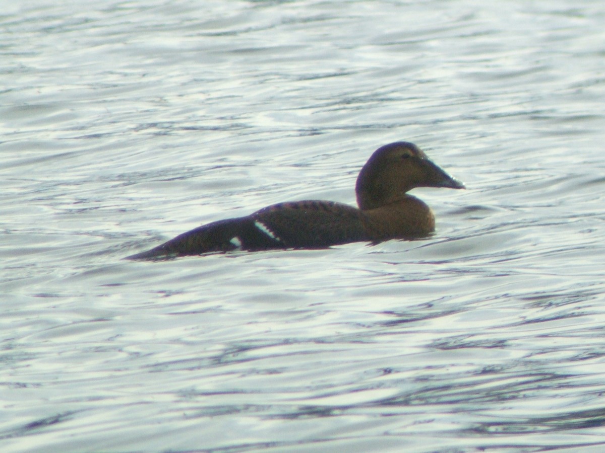 kajka mořská (ssp. dresseri) - ML621882354