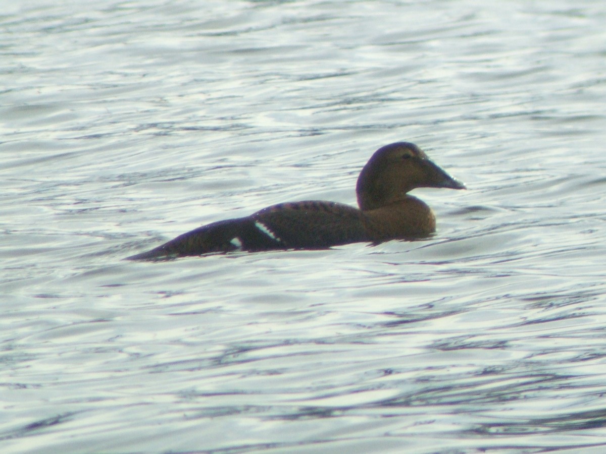 Common Eider (Dresser's) - ML621882354