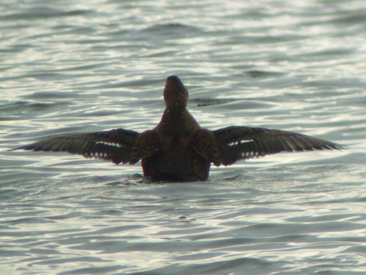 Common Eider (Dresser's) - ML621882355