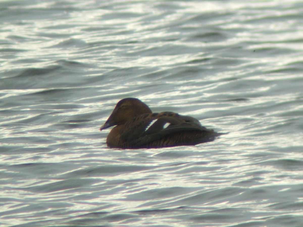 Common Eider (Dresser's) - ML621882356