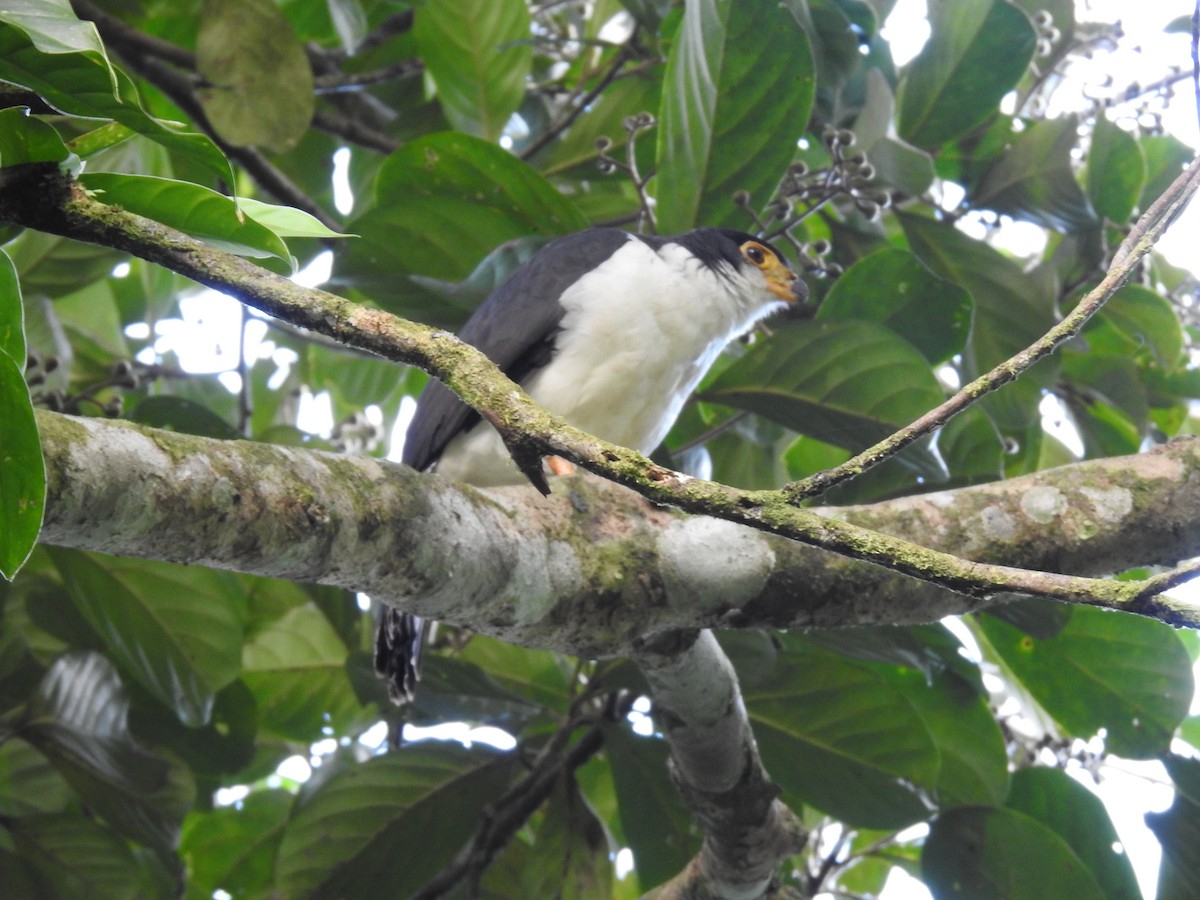 Slaty-backed Forest-Falcon - Erick Barbato