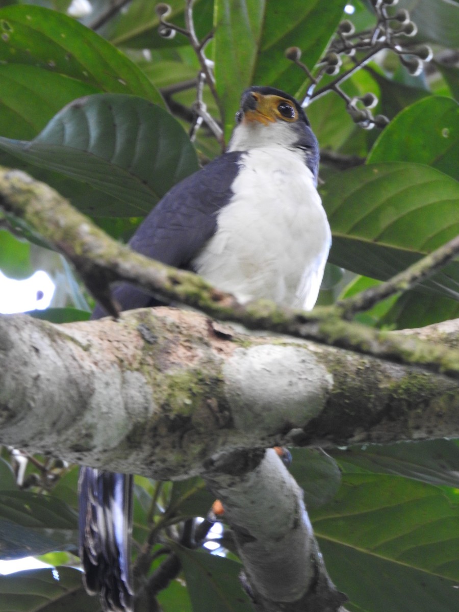 Slaty-backed Forest-Falcon - Erick Barbato