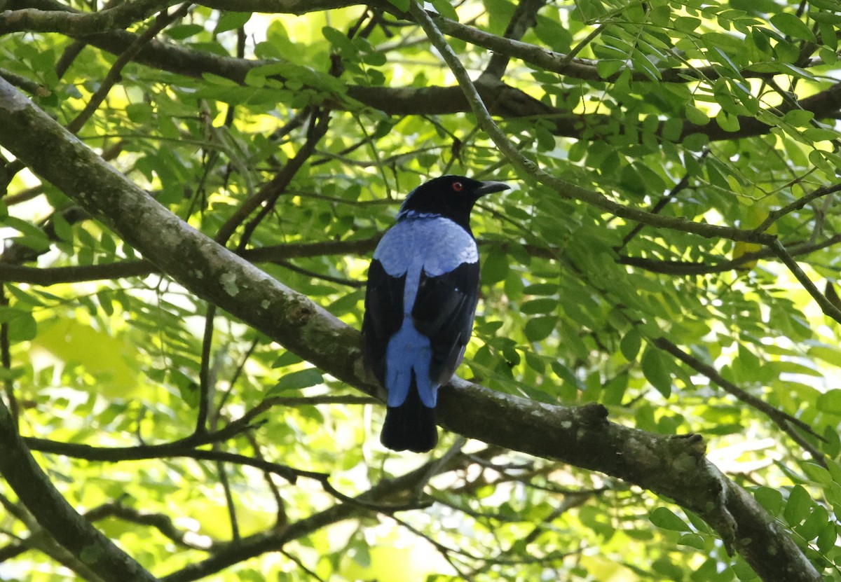 Asian Fairy-bluebird - ML621882374