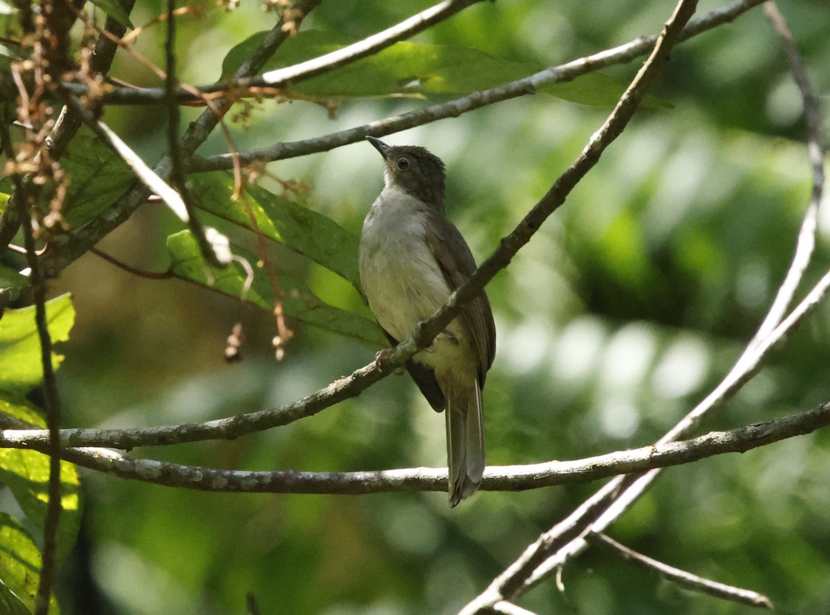 Spectacled Bulbul - ML621882391