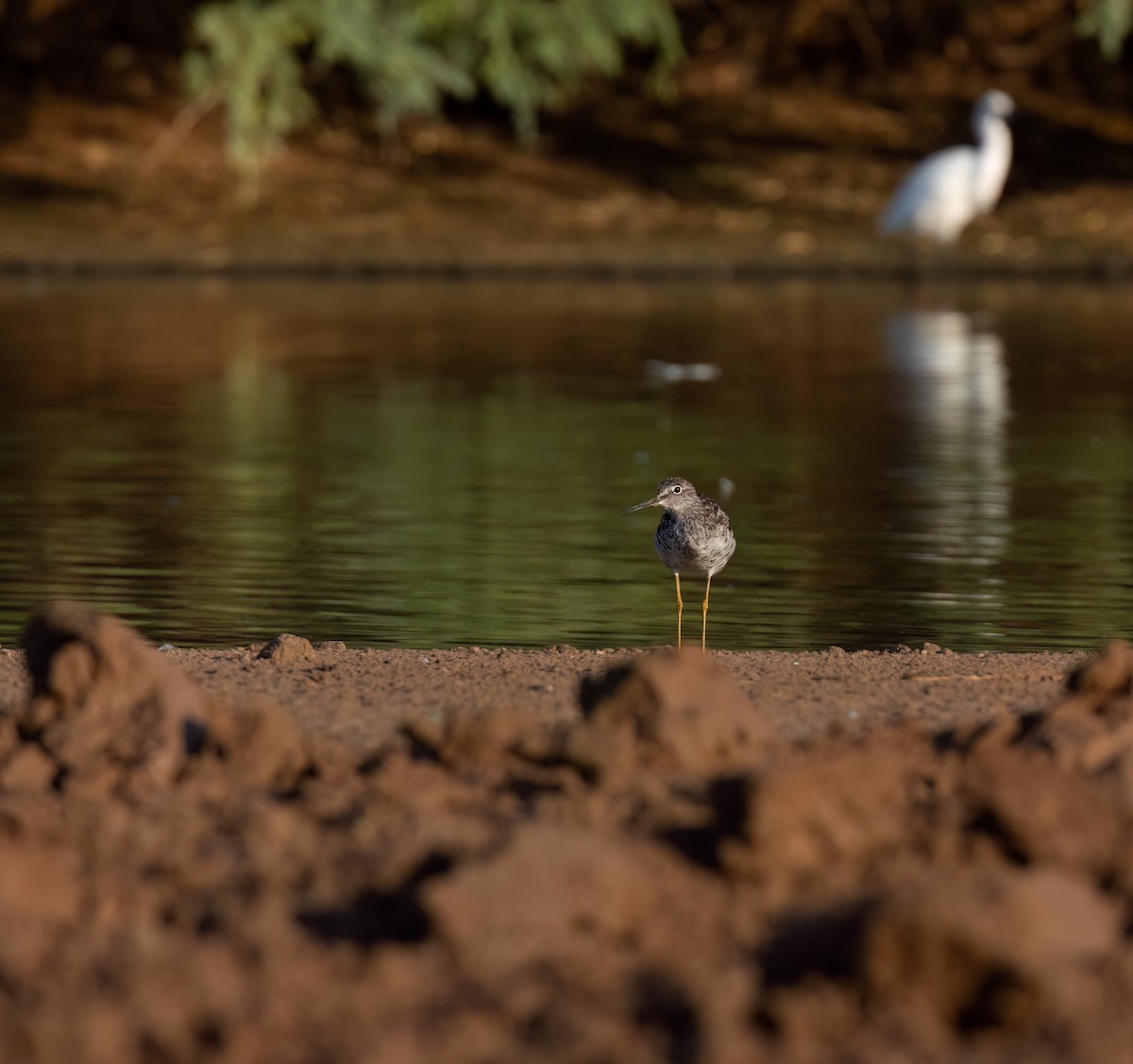 Greater Yellowlegs - Cristina Avila