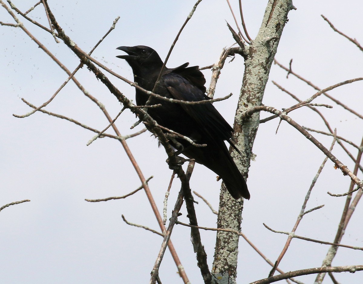 American Crow - ML621882395