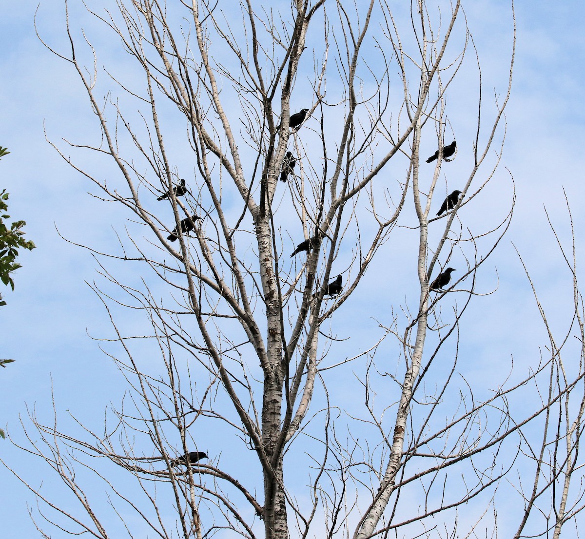 American Crow - ML621882396