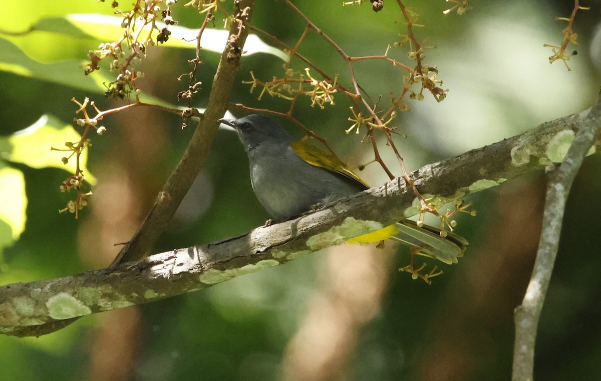 Gray-bellied Bulbul - Donald Wellmann