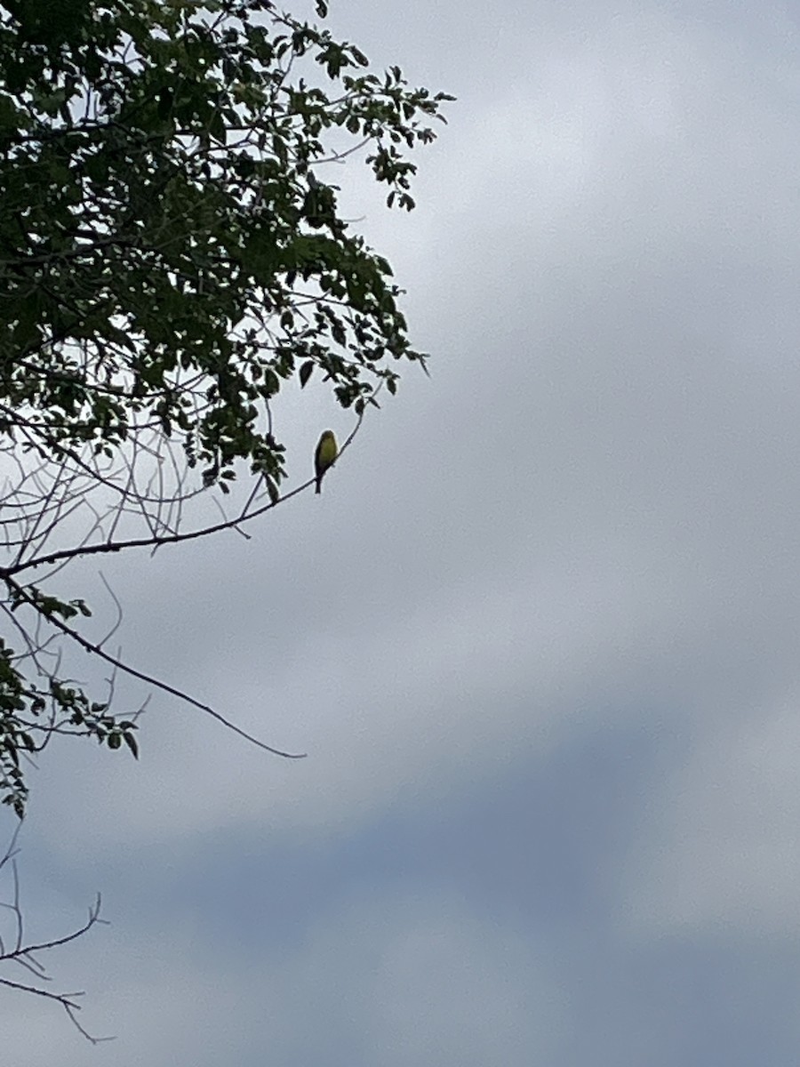 American Goldfinch - ML621882403