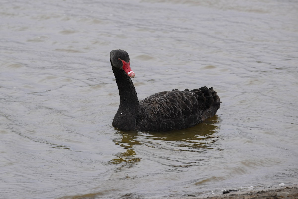 Black Swan - ML621882404