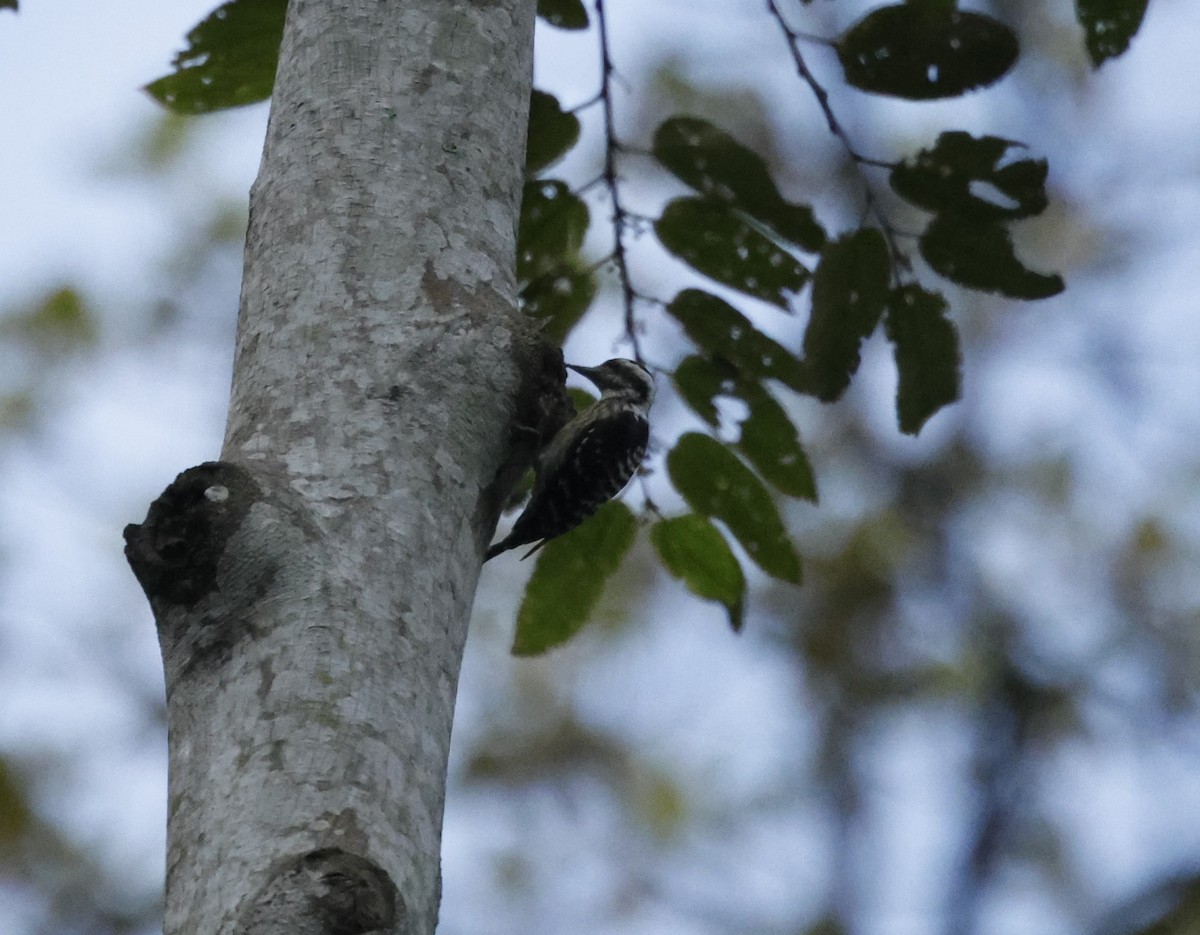 Sunda Pygmy Woodpecker - ML621882409