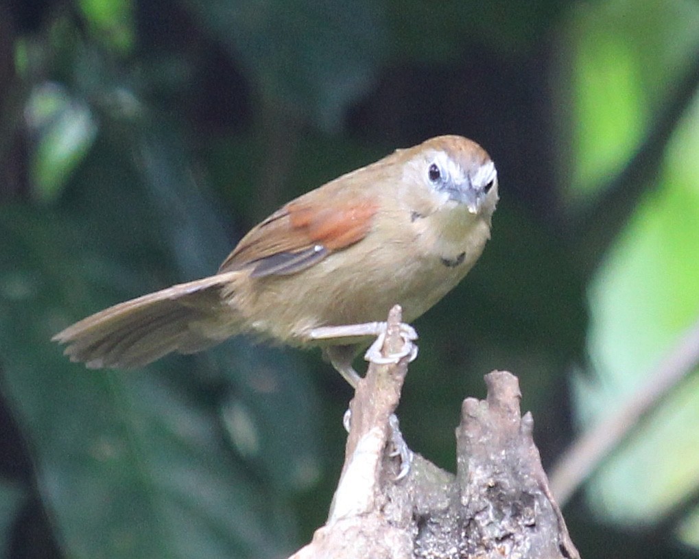 Crescent-chested Babbler - ML621882418