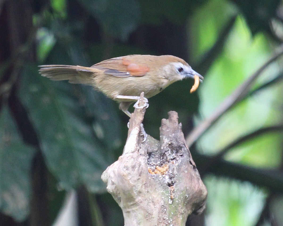 Crescent-chested Babbler - ML621882419