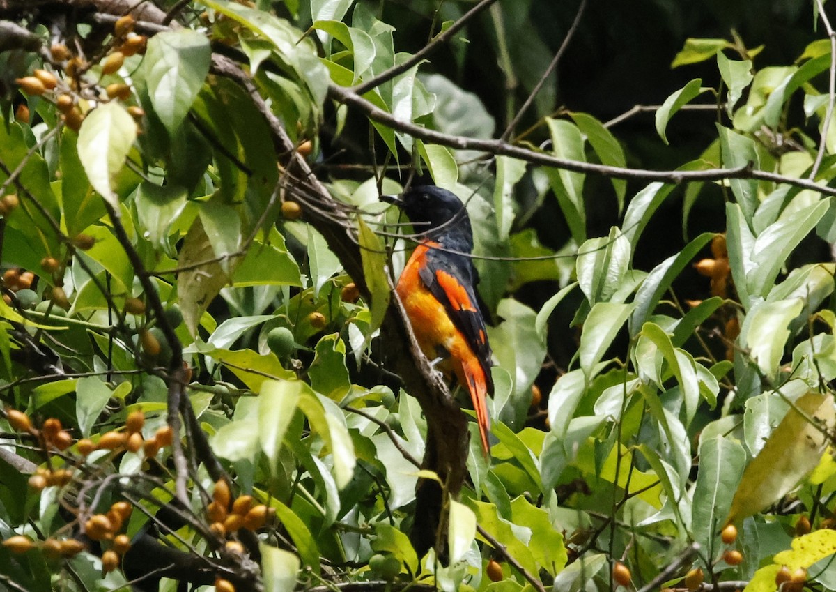 Scarlet Minivet - ML621882421