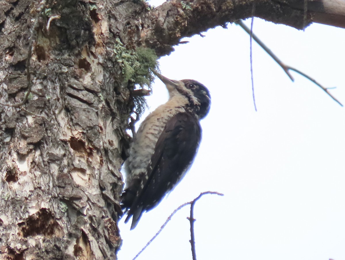 American Three-toed Woodpecker - ML621882431